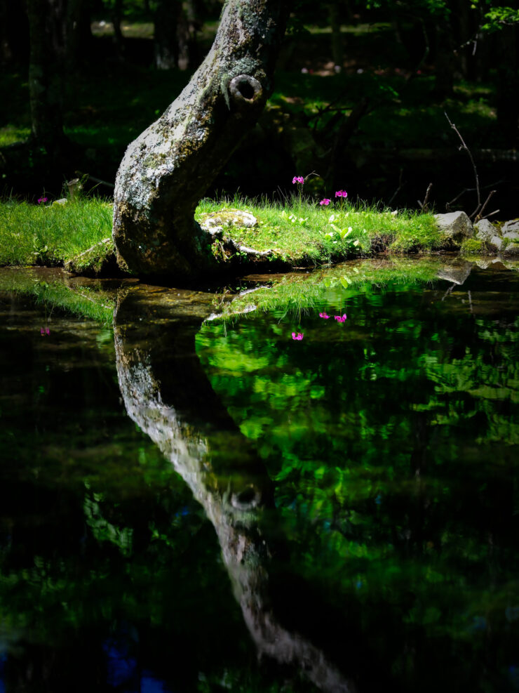 Tranquil nature scenery reflection lake