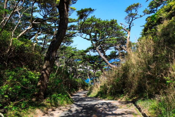 Tranquil pine forest trail, Shikinejima Island, Japan