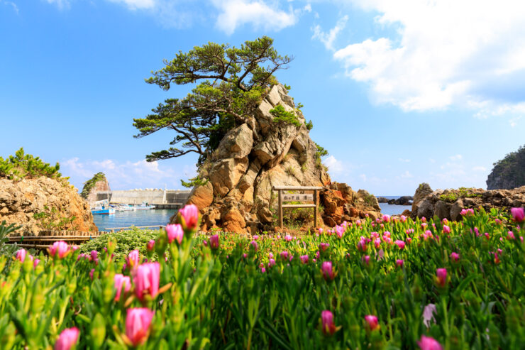 Shikinejima Islands tulips, pine, cliffs - Japanese serenity.