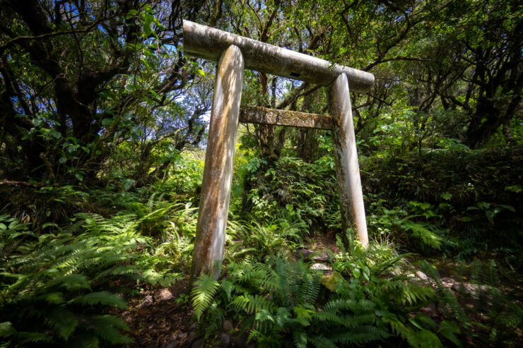 Tranquil Japanese torii gate in verdant island forest