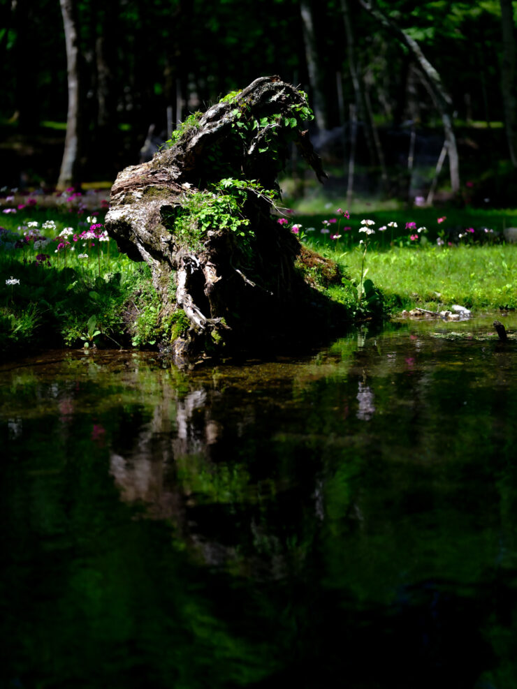 Serene forest lake reflection scenery