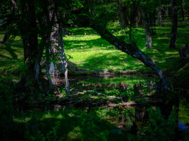 Serene mossy forest stream reflection