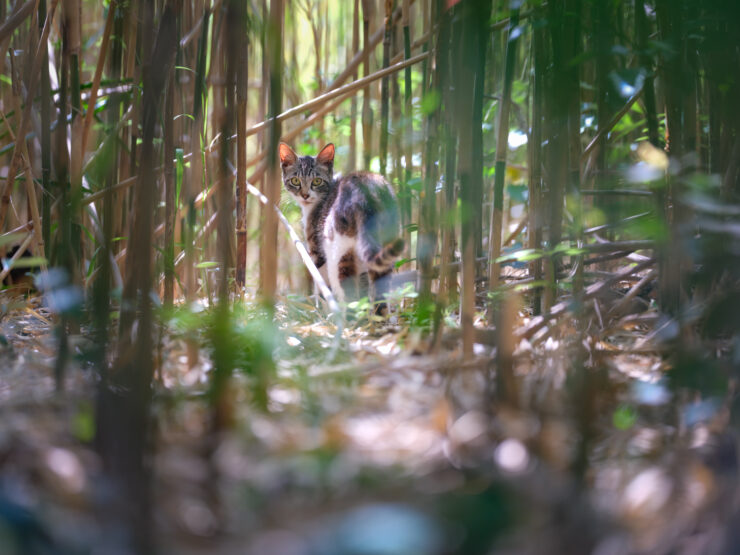 Feral cat prowling lush forest undergrowth