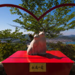 Scenic Onomichi Feline Shrine Overlooking Tranquil Landscape