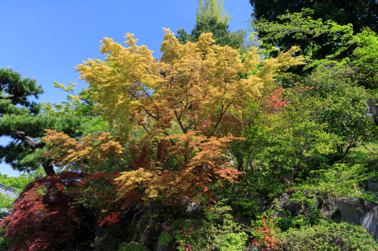 Vibrant autumnal forest at Shorinzan Daruma-ji Temple, Japan.