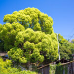 Lush Green Tree in Onomichi, Japans Literary Town