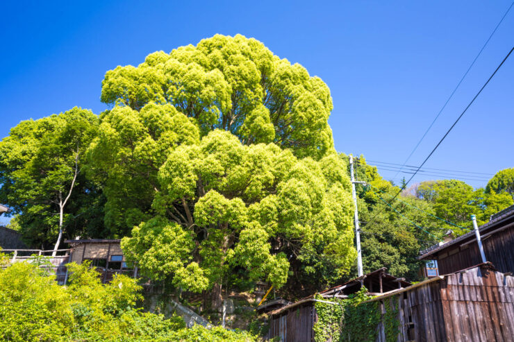 Lush Green Tree in Onomichi, Japans Literary Town