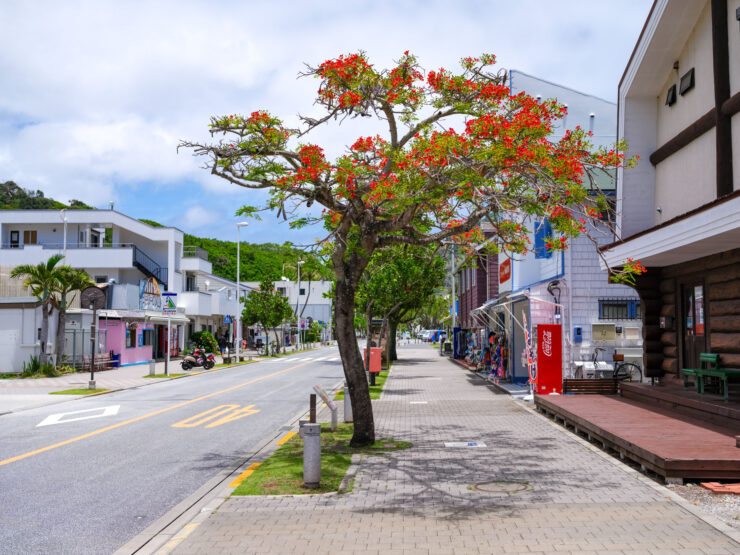 Colorful tropical street with red flowering tree.