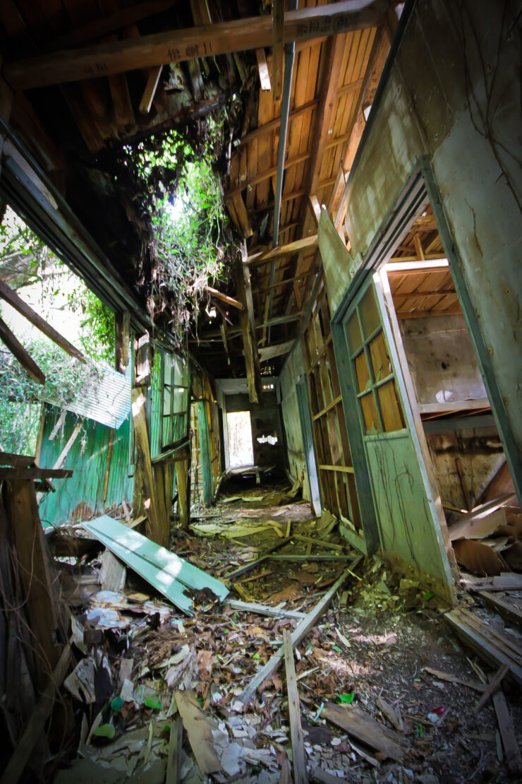 Haunting abandoned smallpox ward overtaken by natures reclamation.