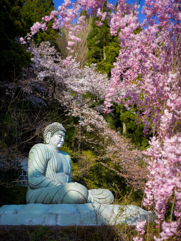 Peaceful Buddha Garden Cherry Blossoms Zen Scenery