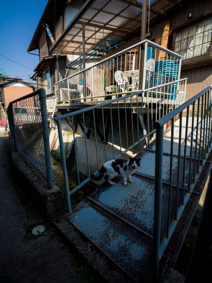 Small urban dog enclosure balcony space.