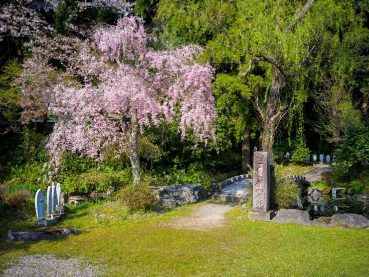 Japanese garden oasis with blooming cherry tree