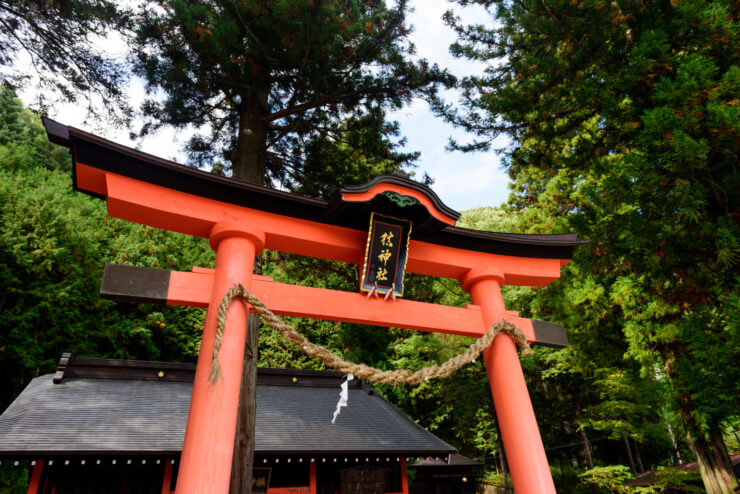 Vibrant Torii Gate in Tranquil Japanese Shrine Forest