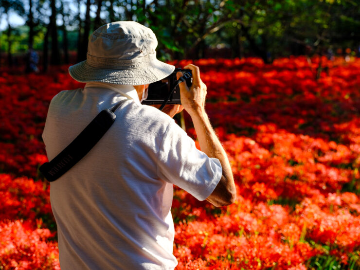 Silhouette Photographer Capturing Vibrant Red Flower Field
