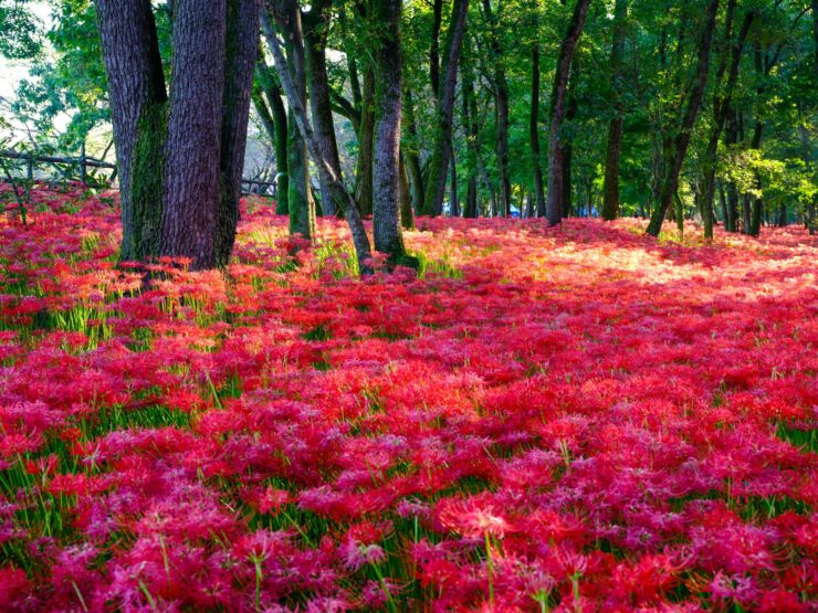Vibrant red forest floor at Kinchakuda Manjushage Park.