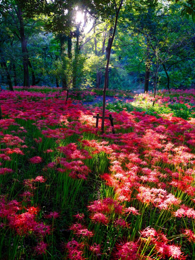 Vibrant red wildflower forest trail in Kinchakuda Park.
