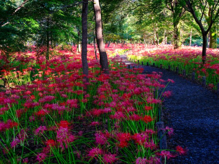 Colorful Spider Lily Forest Trail, Kinchakuda Park