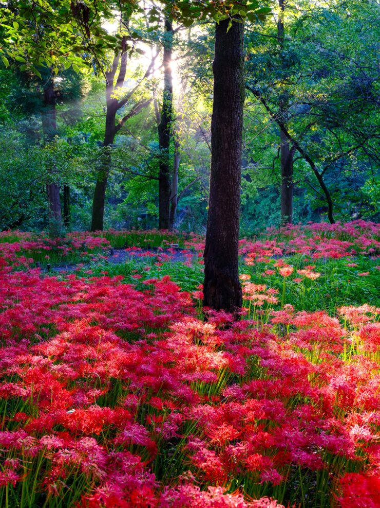 Radiant azalea forest wonderland, Manjushage Park.