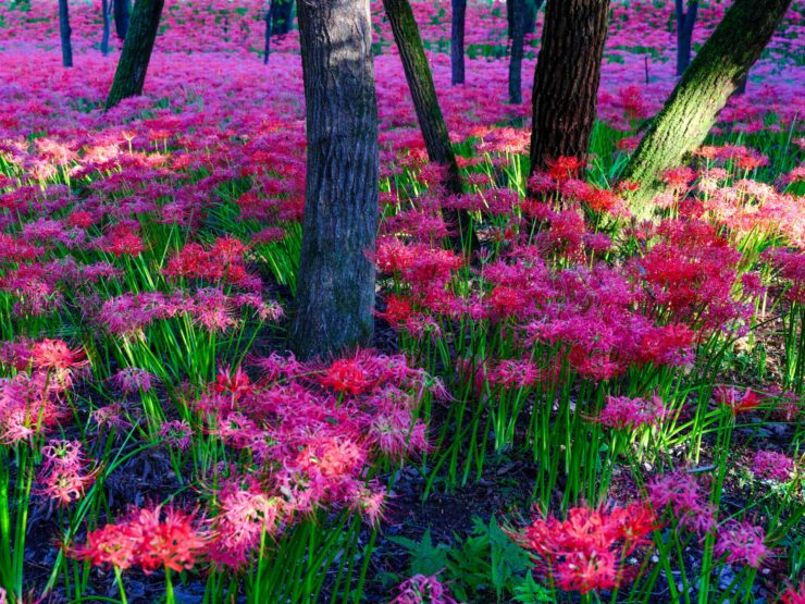 Vibrant Wildflower Meadow in Lush Green Forest