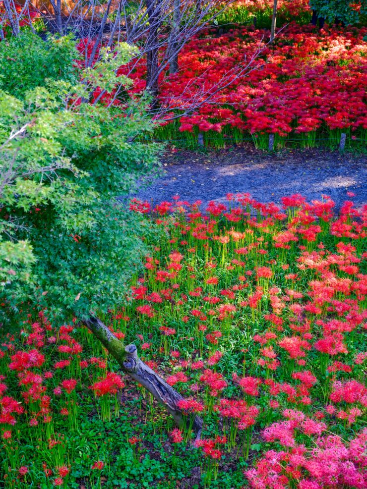 Vibrant Kinchakuda Manjushage Park Flower Garden