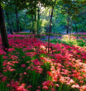 Stunning red azalea forest oasis