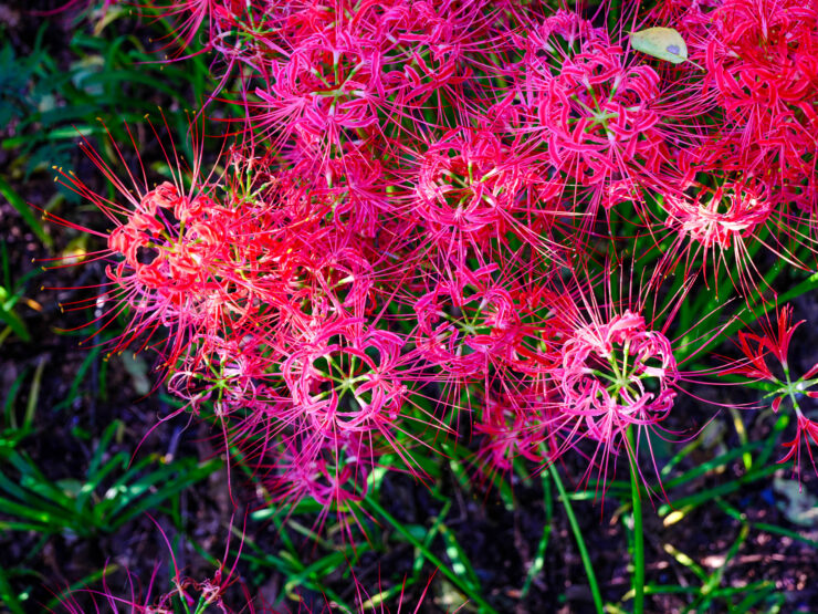 Vibrant Red Spider Lilies Garden Display