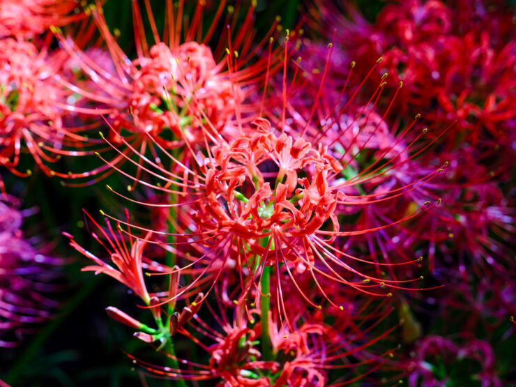 Vibrant crimson spider lily floral arrangement.