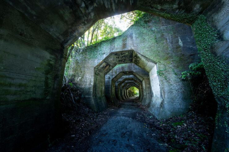 Lush Forest Reclaims Abandoned Railway Tunnel