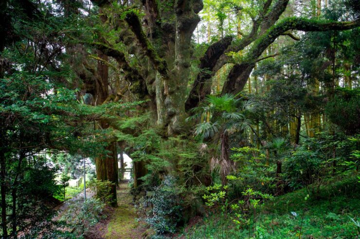 Enchanting Ancient Keyaki Tree Trail in Lush Forest
