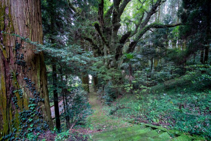 Enchanting ancient forest trail, towering mossy tree canopy.