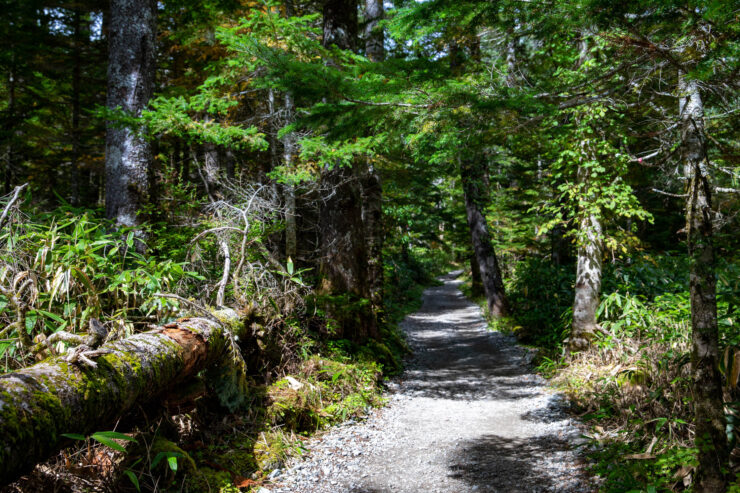 Tranquil Evergreen Forest Trail Hike