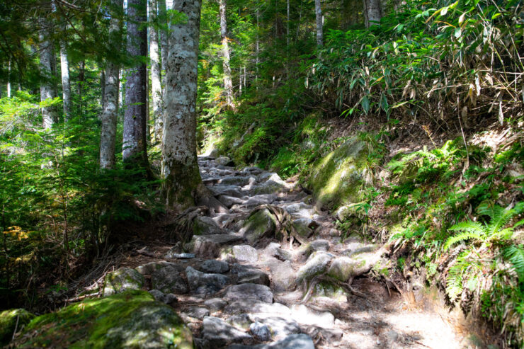Tranquil forest hiking trail with cascading stream