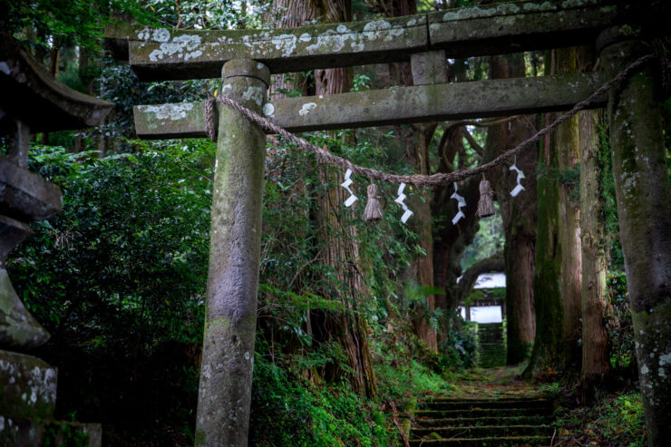 Ancient mossy forest Shinto gate, Japan