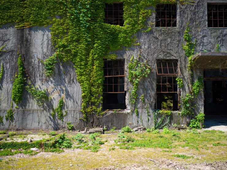Abandoned stone structure embraced by resilient greenery.