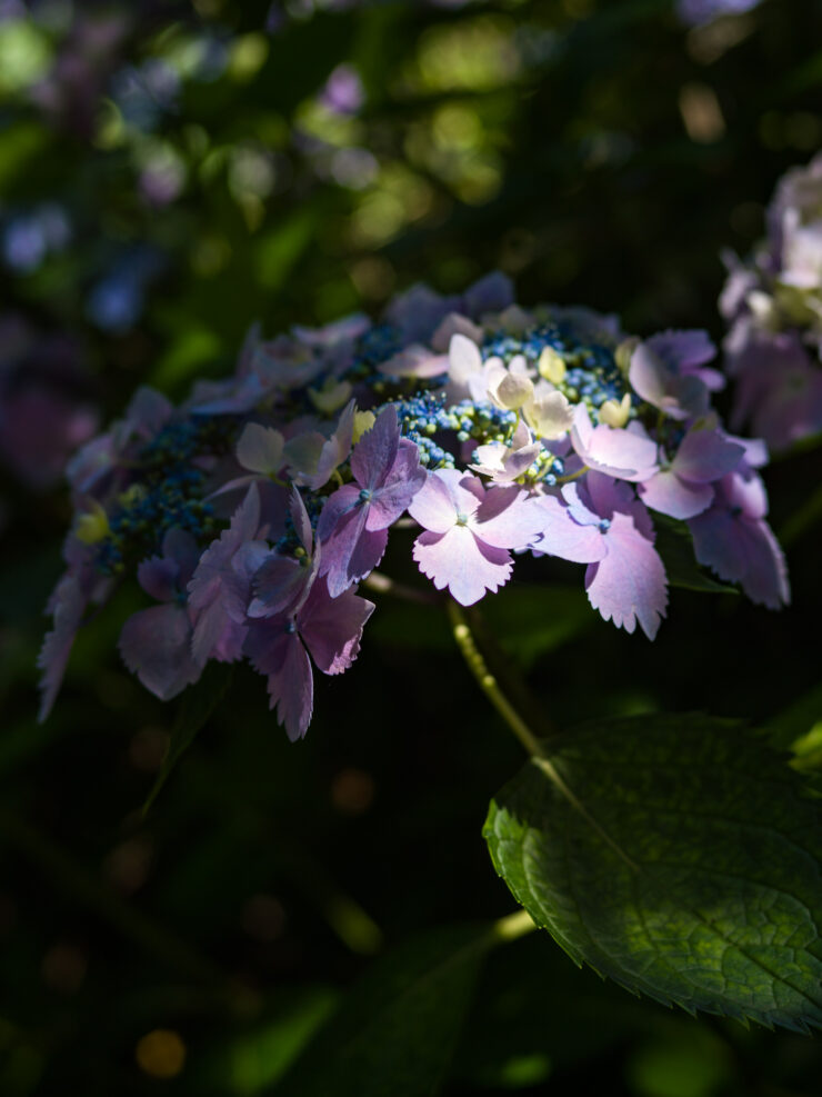 Delicate Lavender Hydrangea Bloom Close-Up Photography
