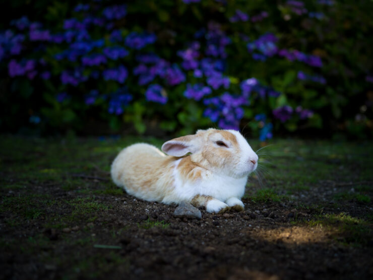 Serene Rabbit Amid Floral Garden Bliss