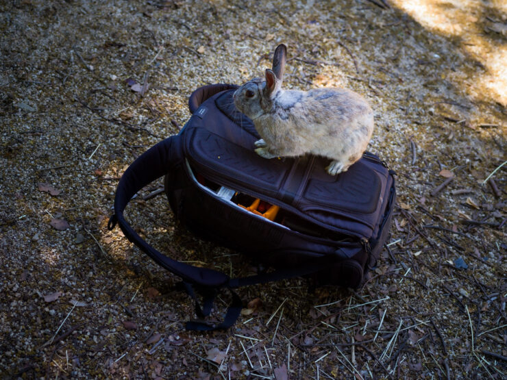 Curious Rabbit Rests on Backpack in Woodland