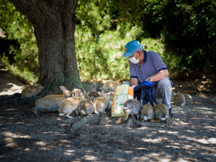 Feeding wild rabbits in forest sanctuary