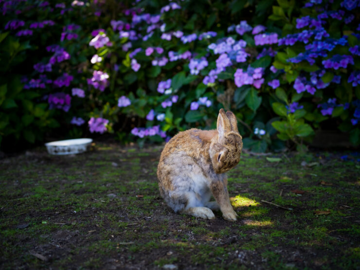 Cozy Rabbit Amidst Blooming Floral Wonderland