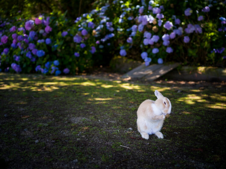 Tranquil white rabbit amidst colorful flowers.