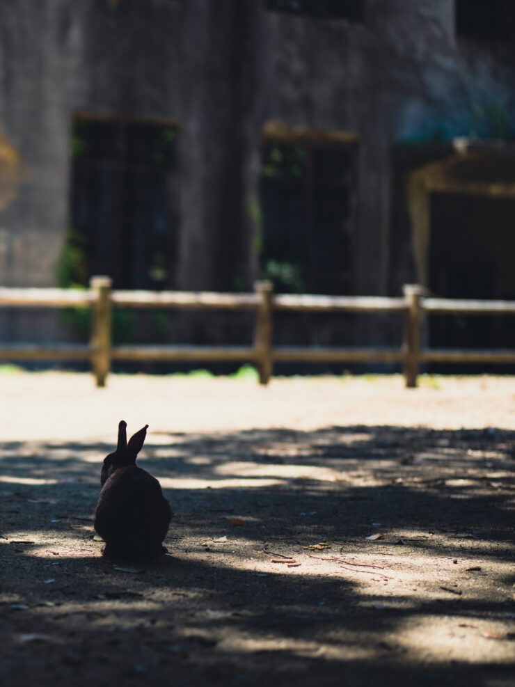 Peaceful Rabbit in Garden Oasis