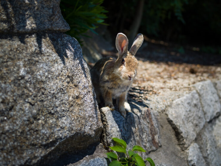 Serene forest rabbit on mossy rock
