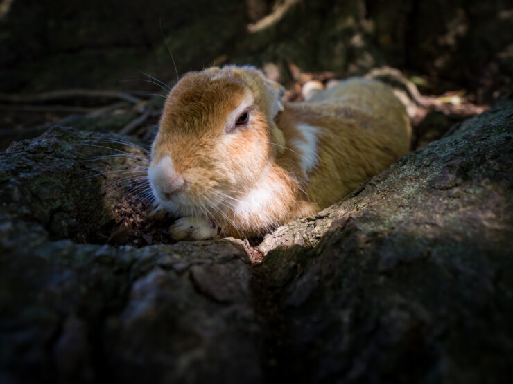 Tranquil woodland rabbit nature photography.