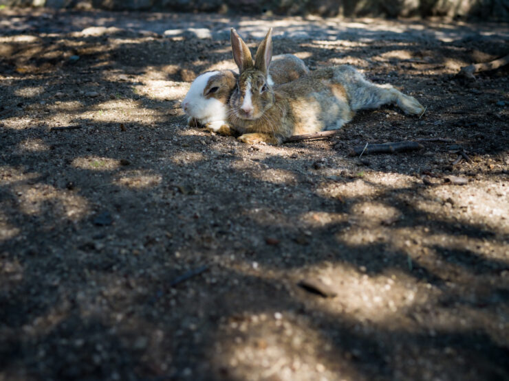 Outdoor Rabbit Resting Peacefully in Nature