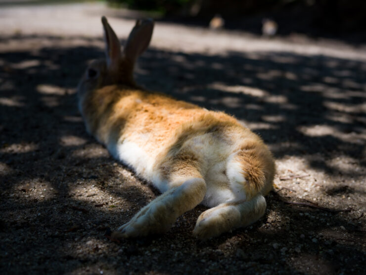 Relaxed Bunny Napping Outdoors Naturally