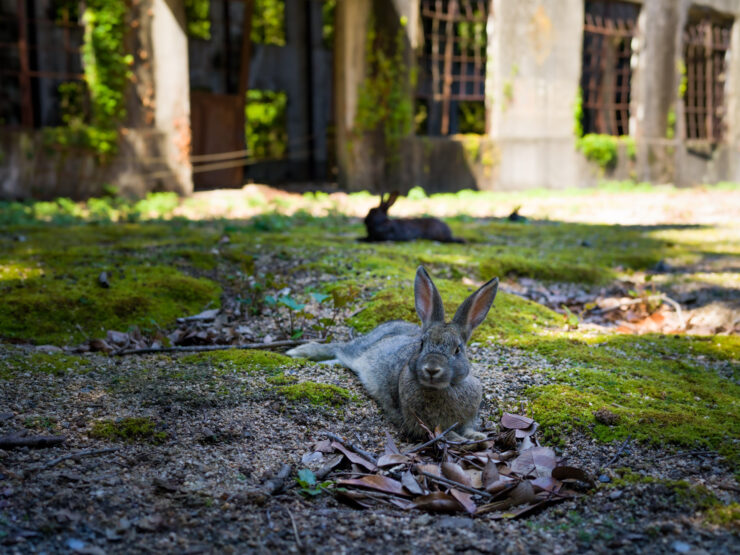 Rabbits amid moss, historic architecture, natural serenity.