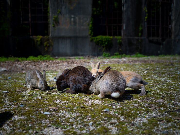 Tranquil rabbits lounging in lush greenery.