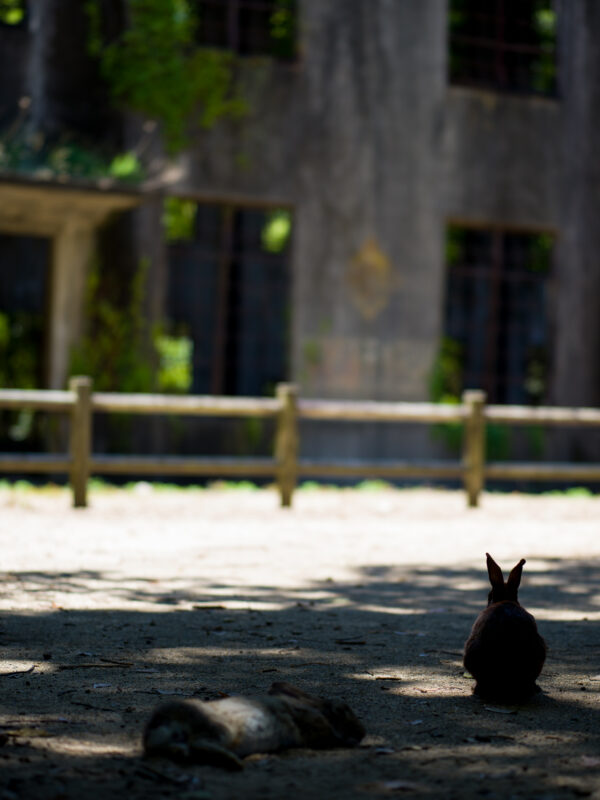 Two rabbits resting on sandy ground in dappled sunlight near a wooden fence.