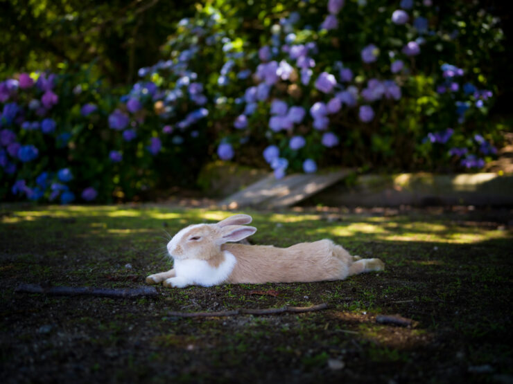 Tranquil Garden Haven with Resting Bunny