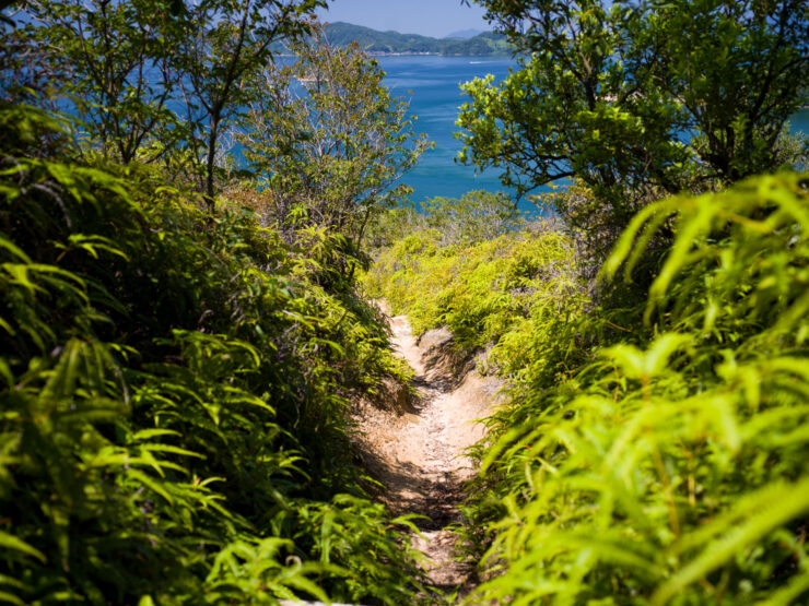 Serene forest trail to sparkling Rabbit Island waters